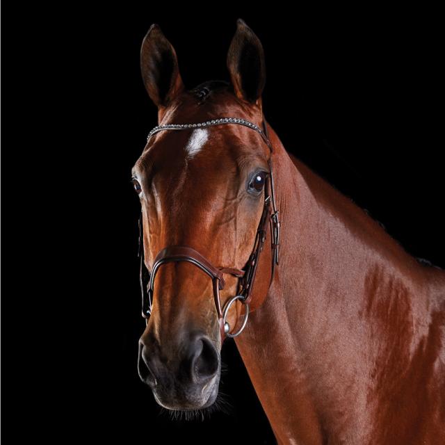 Collegiate ComFiTec Crystal Bridle Brown