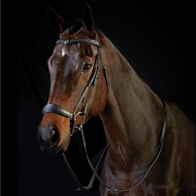 Collegiate Drop Noseband Bridle Black