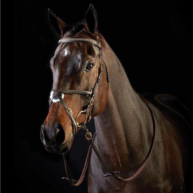 Collegiate Fancy Stitch Grackle Bridle Brown