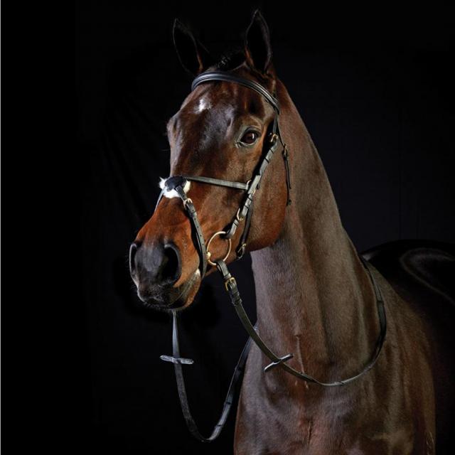 Collegiate Grackle Jump 2 Bridle Black