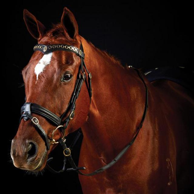 Collegiate Performance Hanoverian 2 Bridle Black