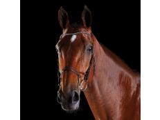 Collegiate ComFiTec Crystal Bridle Brown